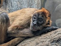 Primates House photo 4