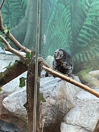 Primates House photo 6