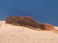 Tokyo Aquarium🐠 photo 5