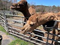 North Georgia Wildlife Park and Safari