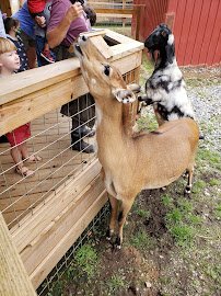 North Georgia Wildlife Park and Safari photo 5