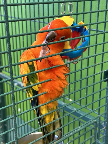 Kiddie Jungle photo 3