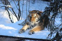 Amur Tiger Exhibit