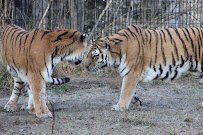 Amur Tiger Exhibit photo 2