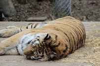 Amur Tiger Exhibit photo 3