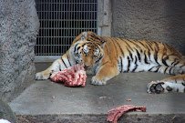Amur Tiger Exhibit photo 4
