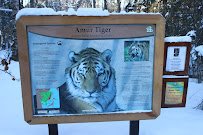 Amur Tiger Exhibit photo 5