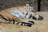 Amur Tiger Exhibit photo 6