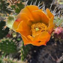 Madrona Marsh Preserve and Nature Center photo 5