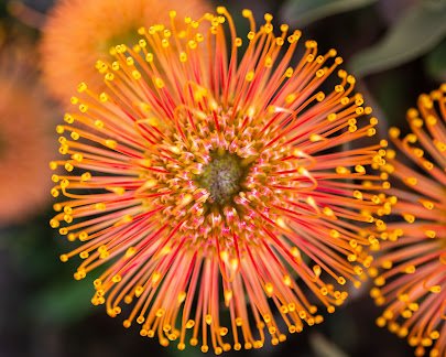 UC Santa Cruz Arboretum & Botanic Garden