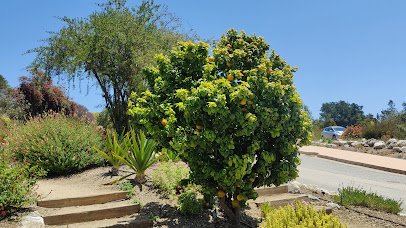 UC Santa Cruz Arboretum & Botanic Garden photo 2