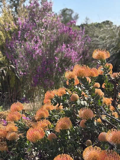 UC Santa Cruz Arboretum & Botanic Garden photo 4