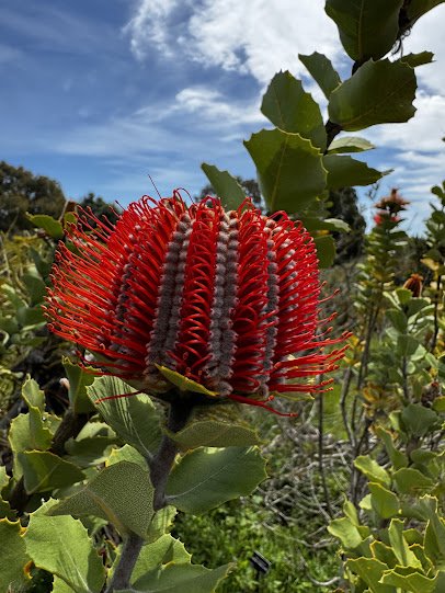 UC Santa Cruz Arboretum & Botanic Garden photo 6