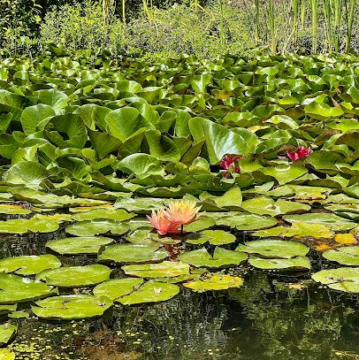 Sonoma Botanical Garden photo 3