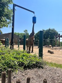 Giraffe House photo 5