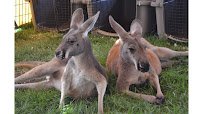 Equator's Edge Wildlife Center