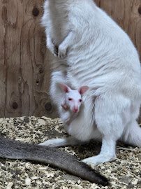 Equator's Edge Wildlife Center photo 2