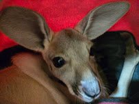 Equator's Edge Wildlife Center photo 5