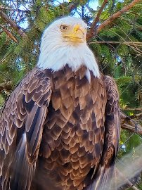 North America photo 2