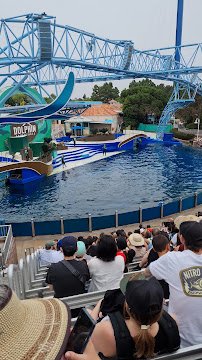 Dolphin Encounter photo 2