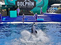 Dolphin Encounter photo 3