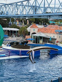 Dolphin Encounter photo 5