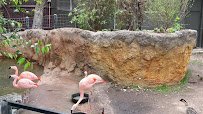 Flamingo Pond photo 2