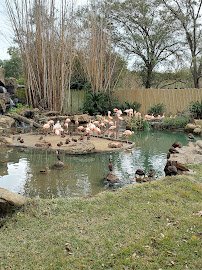 Flamingo Pond photo 3