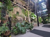 The Rainforest photo 3