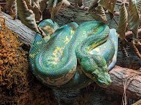 The Rainforest photo 4