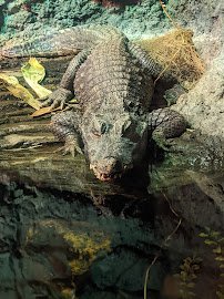 The Rainforest photo 5