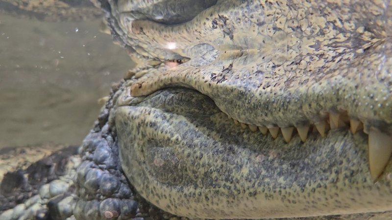 Alligator Alley Adventures photo 2
