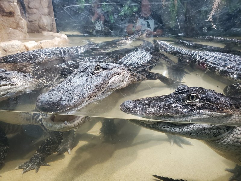 Alligator Alley Adventures photo 6