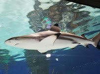 Electric City Aquarium & Reptile Den photo 5