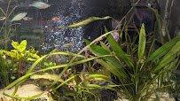 Lakes Region Aquariums photo 2