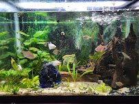 Lakes Region Aquariums photo 4