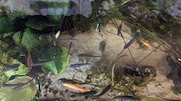 Lakes Region Aquariums photo 5