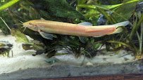 Lakes Region Aquariums photo 6