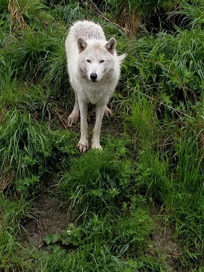 Cotton Family Wolf Wilderness photo 2