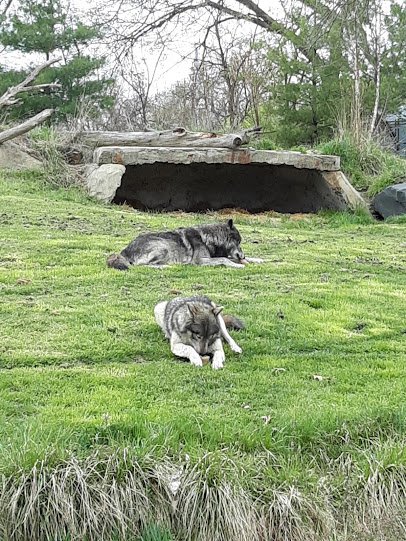Cotton Family Wolf Wilderness photo 4