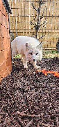 Barnyard Party Pals- Live Animal Shows & Petting Zoos and Pony Rides photo 2