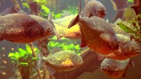 SEA LIFE at Mall of America photo 2