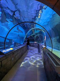SEA LIFE at Mall of America photo 3