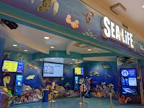 SEA LIFE at Mall of America photo 4