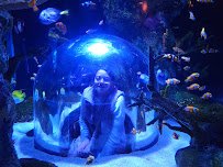 SEA LIFE at Mall of America photo 6