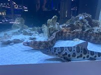 Boca Aquarium photo 4
