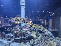 Boca Aquarium photo 5