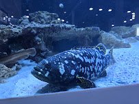 Boca Aquarium photo 6