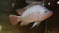 Welaka National Fish Hatchery - Aquarium photo 2