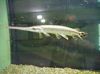Welaka National Fish Hatchery - Aquarium photo 4